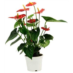 Anthurium